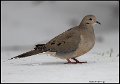 _B213397 mourning dove
